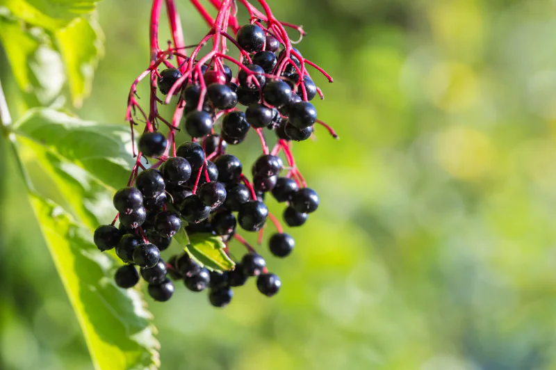 Elderberries02