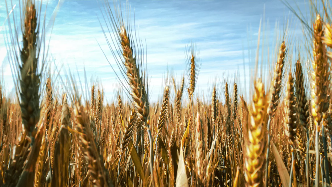 Barley From Wisconsin