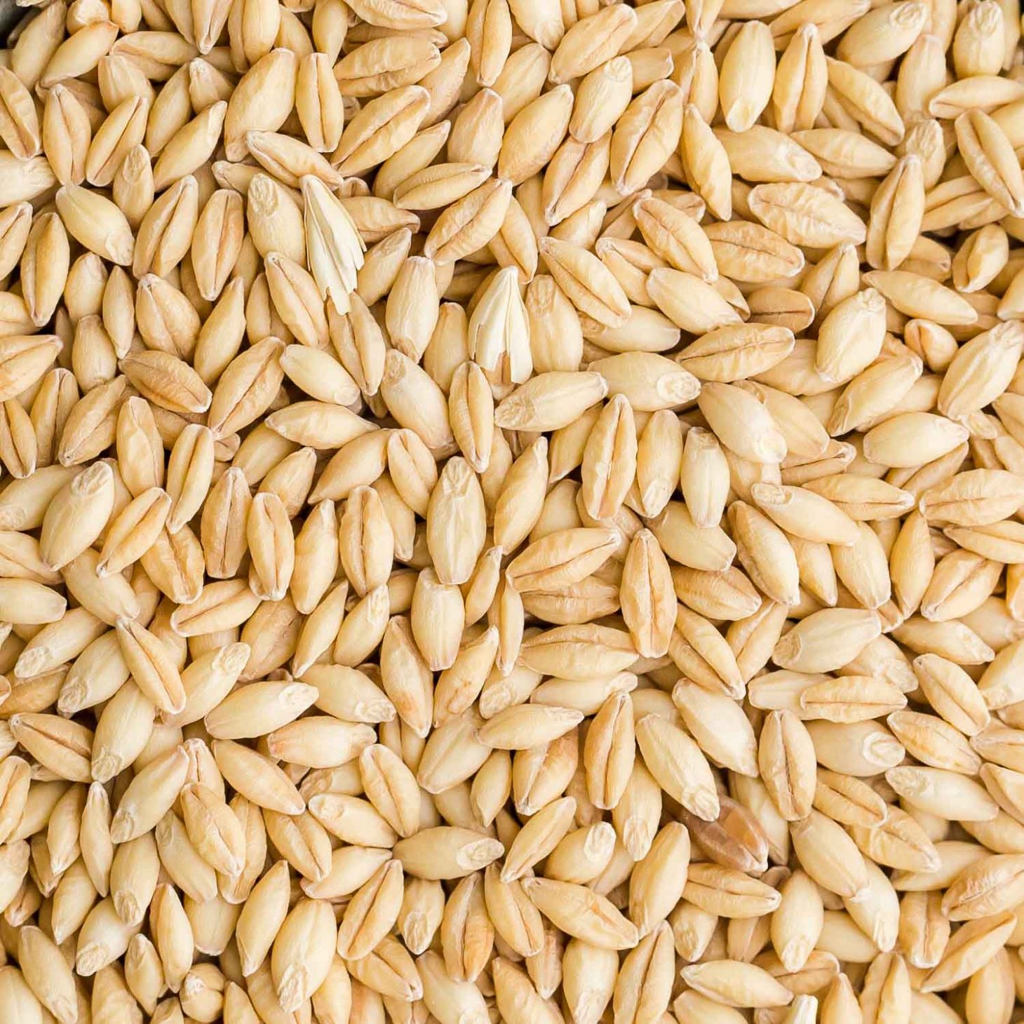 barley-2